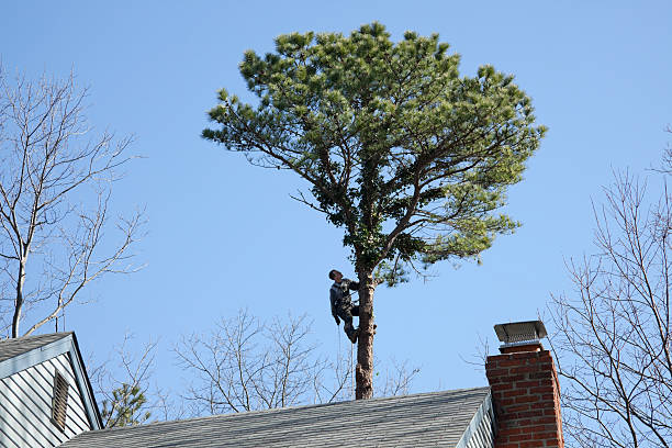 Best Utility Line Clearance  in Mcguire Af, NJ