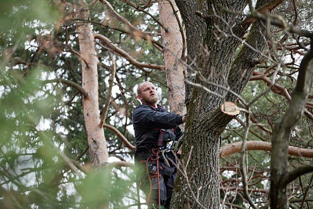 Best Commercial Tree Services  in Mcguire Af, NJ